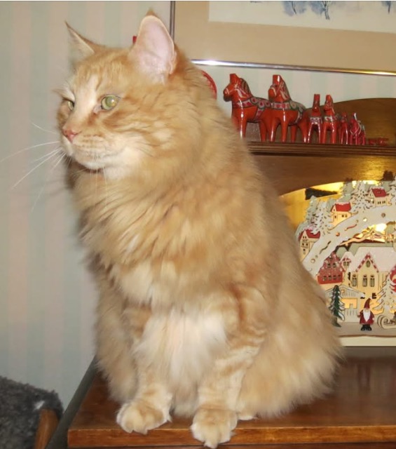 Sibirisk katt Hercules